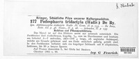 Podosphaera tridactyla image